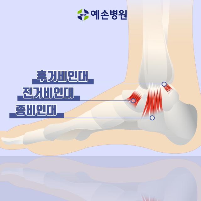 발목인대들.png