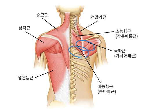 날개뼈 1-1.png